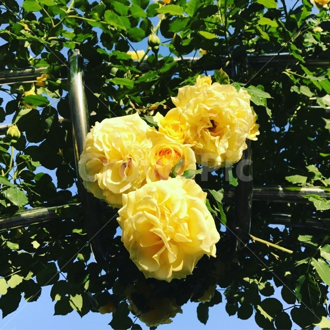장미,사진,여행,하늘,꽃,장미꽃,식물,자연,plants,nature,꽃,flower