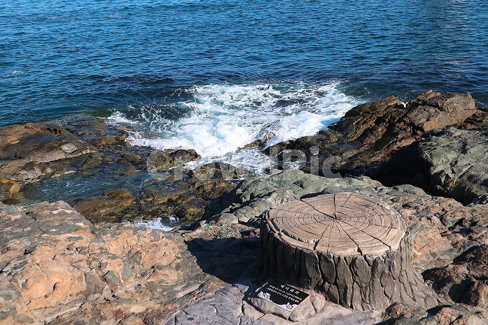 바다,파도,나무,밑둥,풍경,배경,자연,nature,자연,풍경,nature,landscape