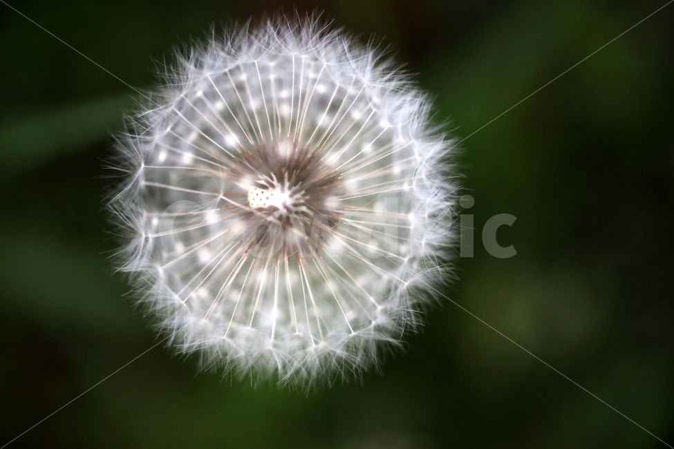 민들레,민들레홀씨,환희,꿈,동심,식물,자연,plants,nature,꽃,flower