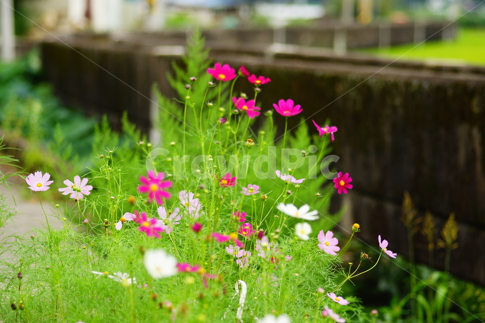 식물,plant,blossom,꽃,flower,코스모스,식물,자연,plants,nature,꽃,flower