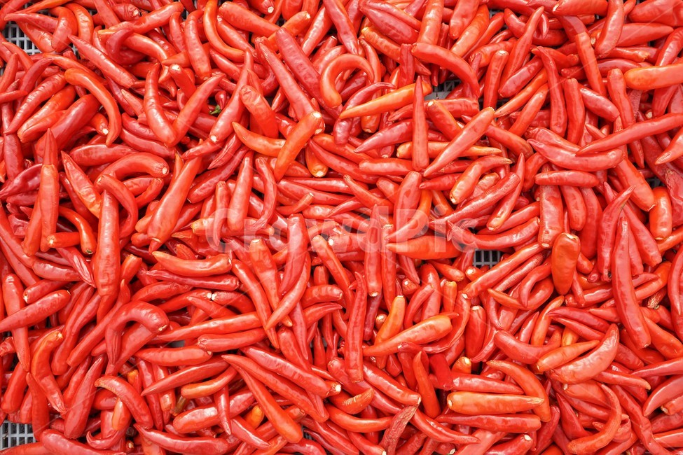 고추,매운맛,비타민,붉은색,채소,pepper,chili,hottaste,vitamin,greens,vegetable,양념재료,매콤,농산물,빨강색,양념,chilipepper,매움,건조,수확,농사,음식재료,김치양념,김장재료,고춧가루,식재료,태양초,고추말리기,말린고추,빨간고추,홍고추,hotpepper,음식,식재료,요리,food,cook,meal,dishes,food reserves,채소,야채,vegetables