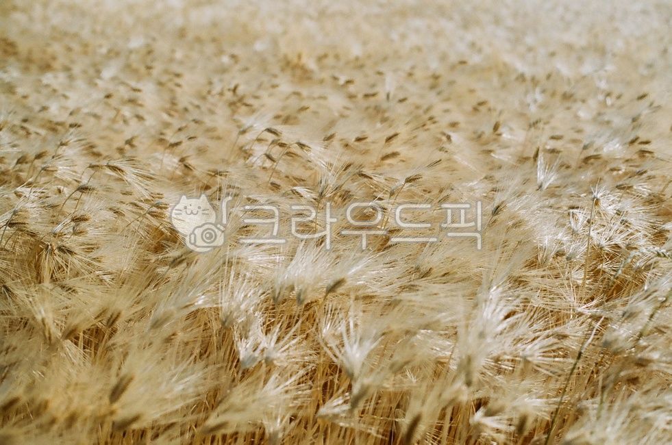 경북,경주시,경주,갈곡리,보리밭