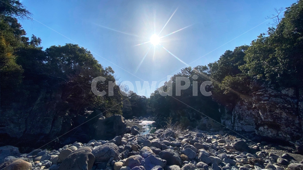 빛,light,자연,나무,제주
