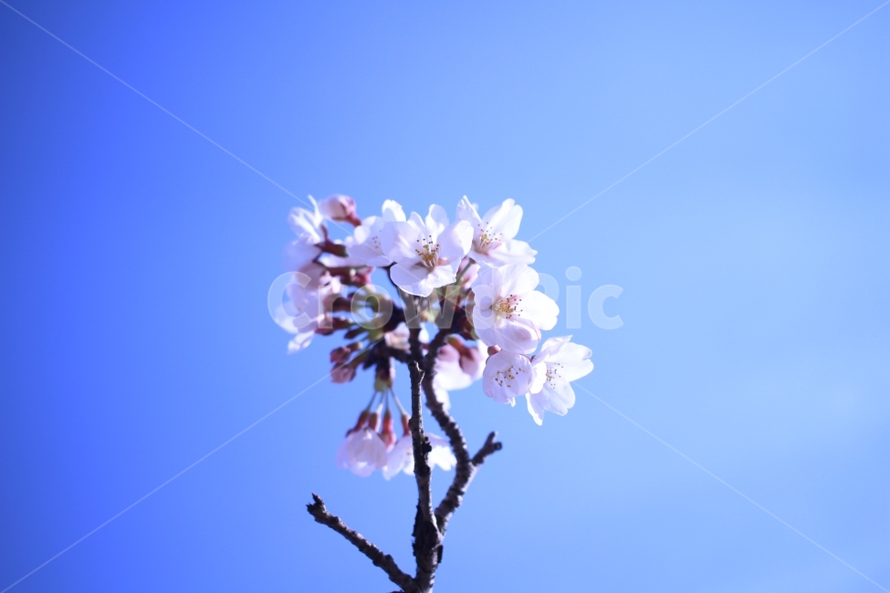 벛꽃,하늘,봄,일상,판매,봄,계절,spring,season,식물,자연,plants,nature,꽃,flower,plant,blossom