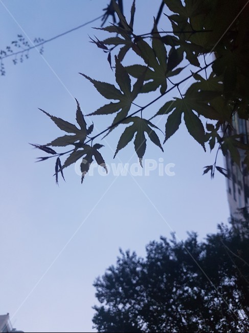 단풍,단풍잎,단풍나무,나뭇잎,저녁