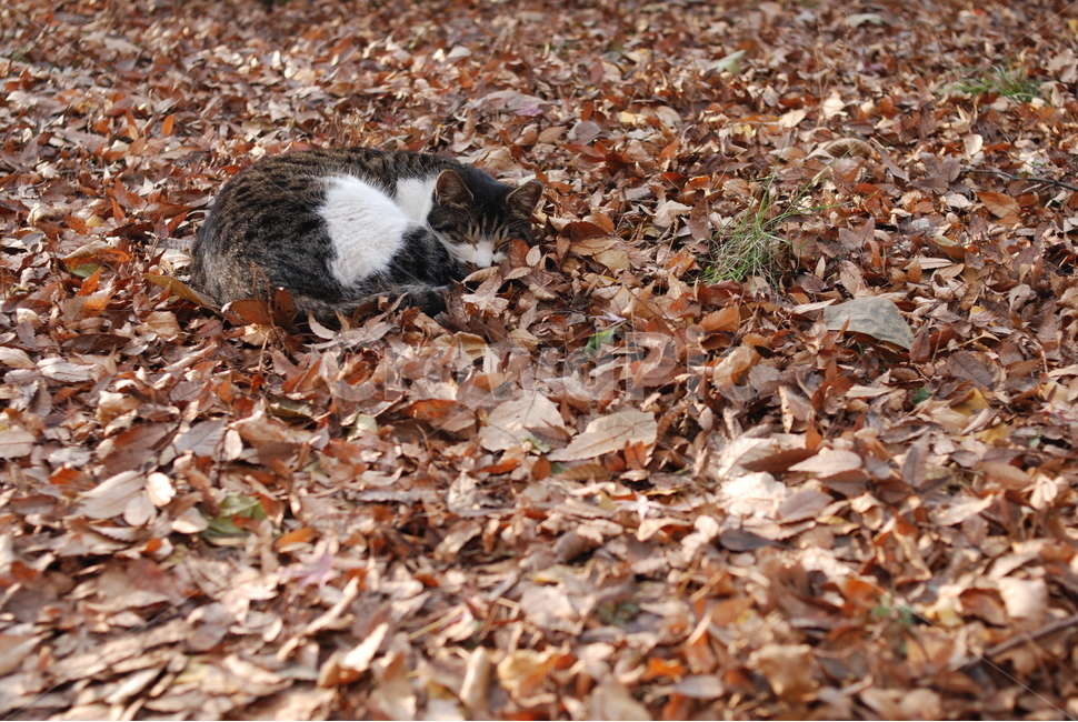 길냥이,고양이,동물,가을,꿈,낯잠,동물,animal,포유류,mammal,고양이,cat,kitten,kitty