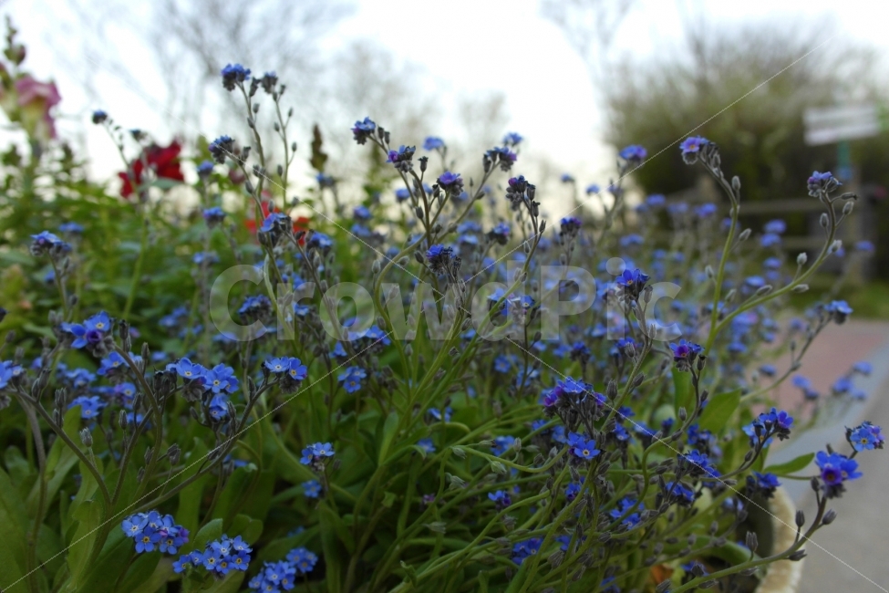 물망초,보라색꽃,나를잊지마세요,바이올렛,plant,violet,flower,foregetmenot,Violetflower,꽃,식물,식물도감,야생화,들꽃,배경,느낌,감성,인쇄,디자인,전단,잡지wepdesign,design,advertisement,column,컬럼,뉴스레터,마케팅,홍보물,홍보,식물,자연,plants,nature,꽃,flower
