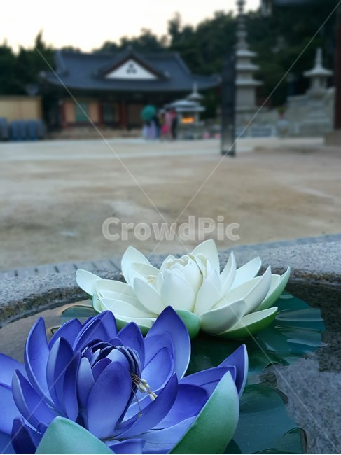 풍경,정물,연꽃,종이,절,꽃,탑,기도,사색,temple,부처님,스님,염원,조화,단아함,고요,깨달음,산책,식물,자연,plants,nature,꽃,flower,종교,신앙,religion,belief,faith
