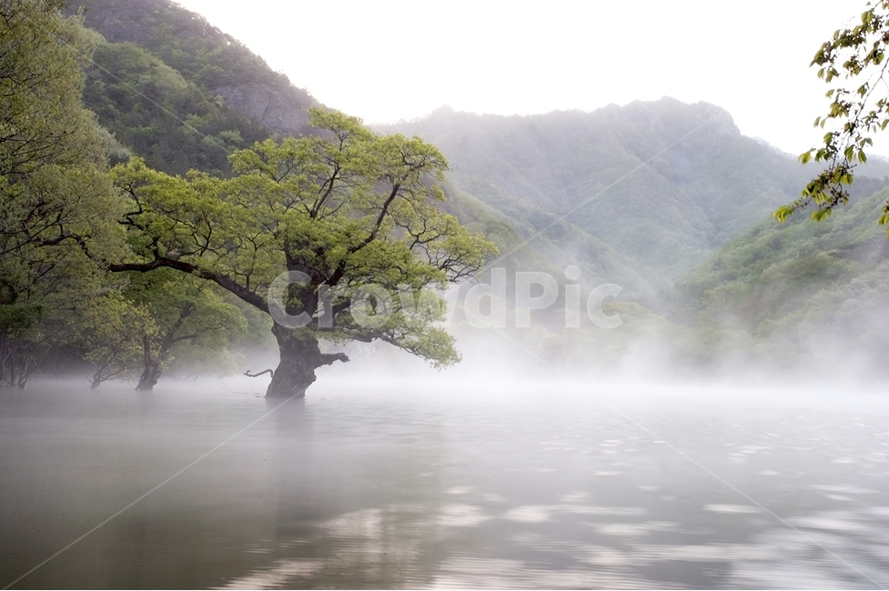 자연,주왕산,주산지,물안개,버드나무,자연,풍경,nature,landscape,한국자연풍경,한국자연경관,korea nature landscape,weather,날씨,outdoors,옥외,fog,안개