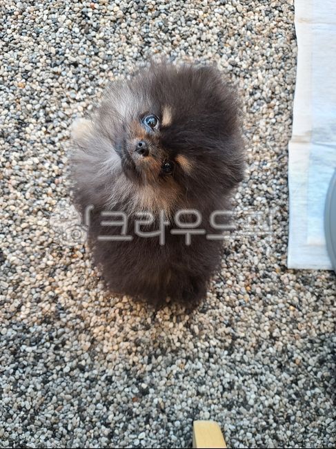 댕댕이,블랙탄,포메라니안,아기강아지,dog