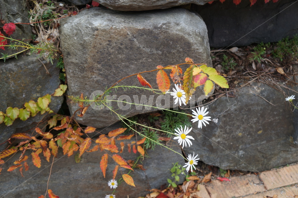 구절초,국화,가을,단풍,담쟁이덩굴,가을꽃,하얀꽃,가을,계절,fall,autumn,season,slate,슬레이트