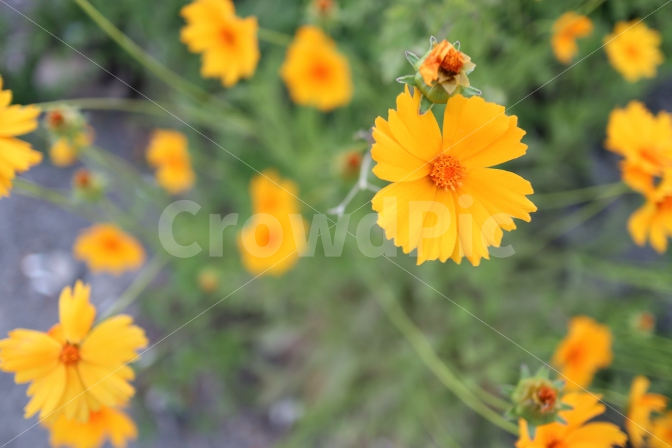 노랑꽃,노랑,Yellow,꽃,flower,자연,snap,감성,식물,자연,plants,nature,꽃,flower