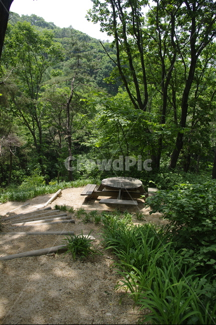 길,숲,초록,나무,잎,식물,plant,계절,봄,spring,자연,풍경,nature,landscape,ground,바닥