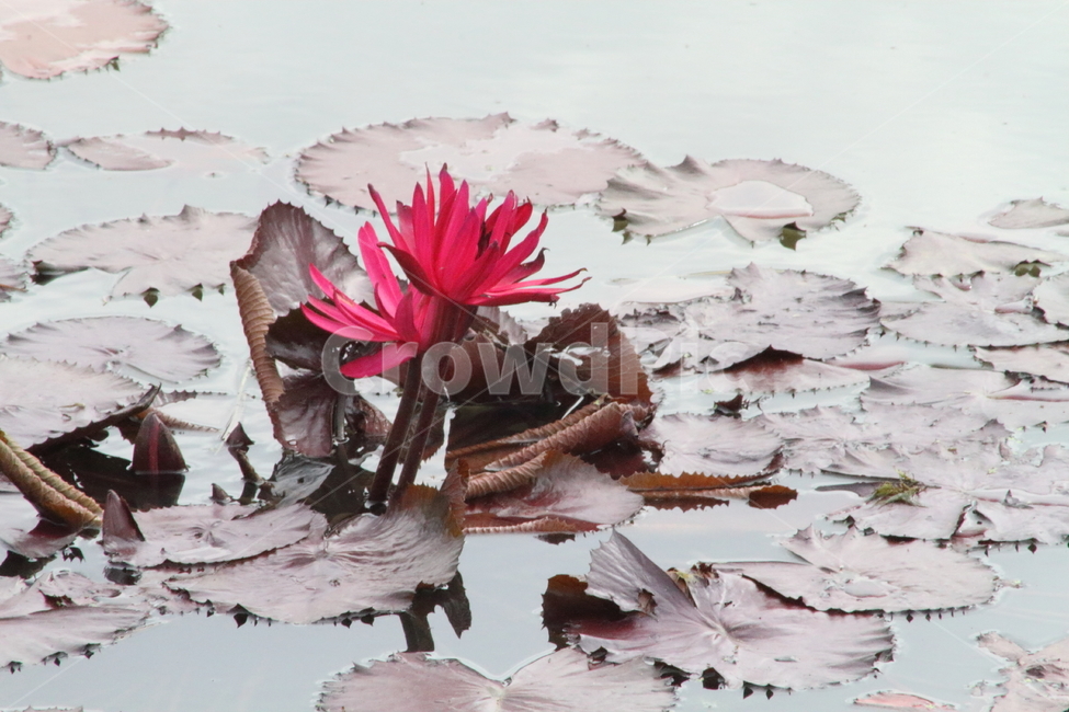 꽃,수련,연,식물,waterlily,식물,자연,plants,nature,꽃,flower