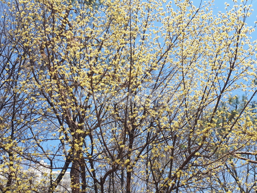 식물,나무,나무줄기,산수유나무,treetrunk