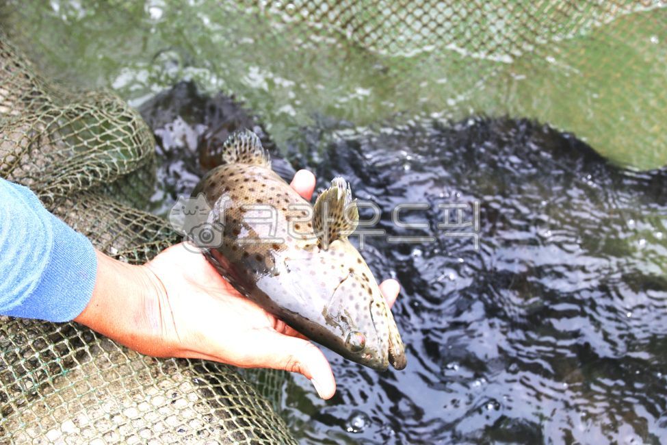 다금바리,생선,생선회,다금바리회,음식,fish,food