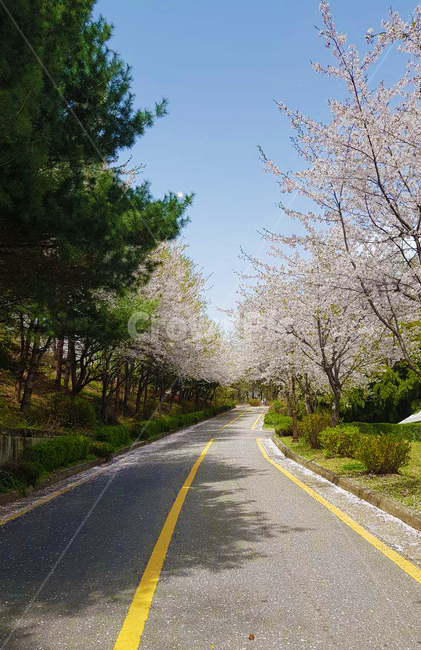 plant,way,blossom,벚꽃,아스팔트