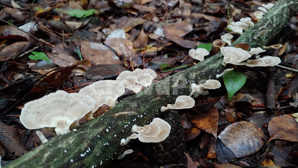 버섯,야생버섯,독버섯,afieldmushroom,setas,버섯,mushroom