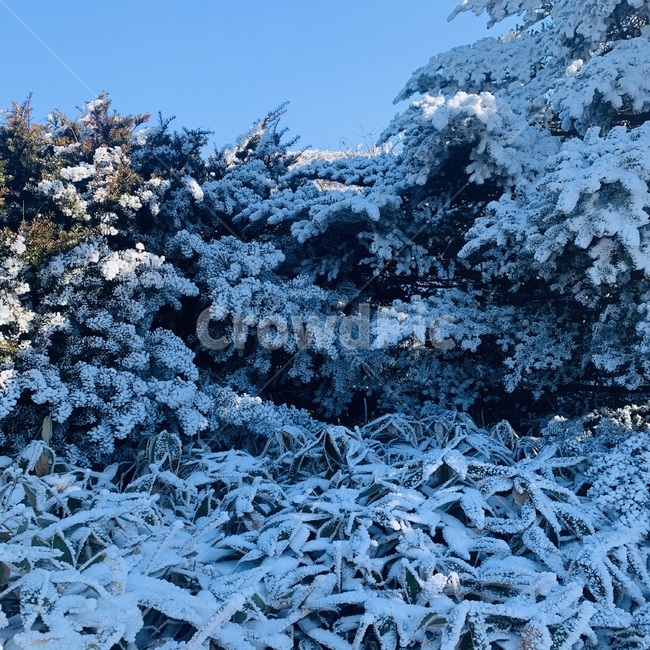 나무,눈,설화,나뭇잎,겨울,설경,겨울,계절,winter,season