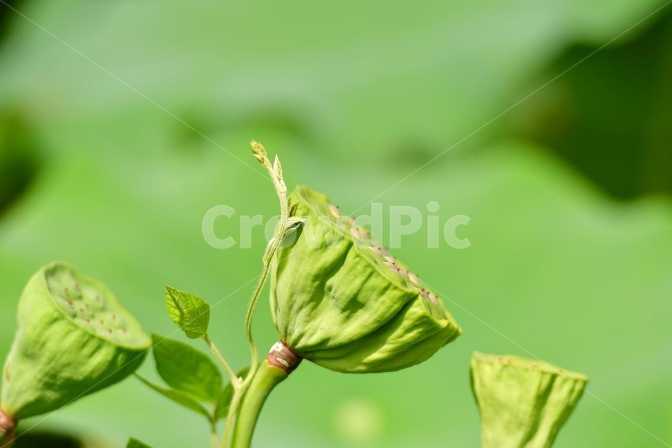 잎,leaf,plant,식물,nature,자연,식물,자연,plants,nature