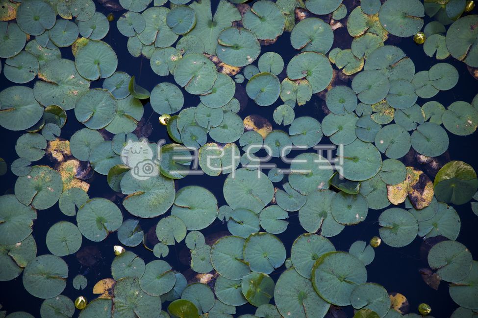 수련,잎사귀,녹색,연못,패턴,배경,여름,야외,plant,식물,waterlily,leaf,green,pond,pattern,background,outdoor