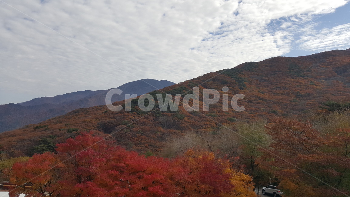 자연,nature,가을,단풍,outdoors,옥외