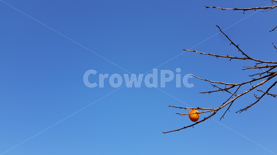 감,감나무,하늘,가을하늘,가을감,자연,과일,열매,fruit