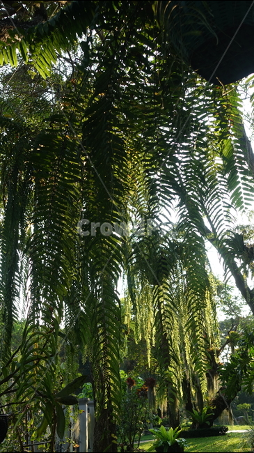 숲,nature,green,자연,outdoors,옥외,plant,식물