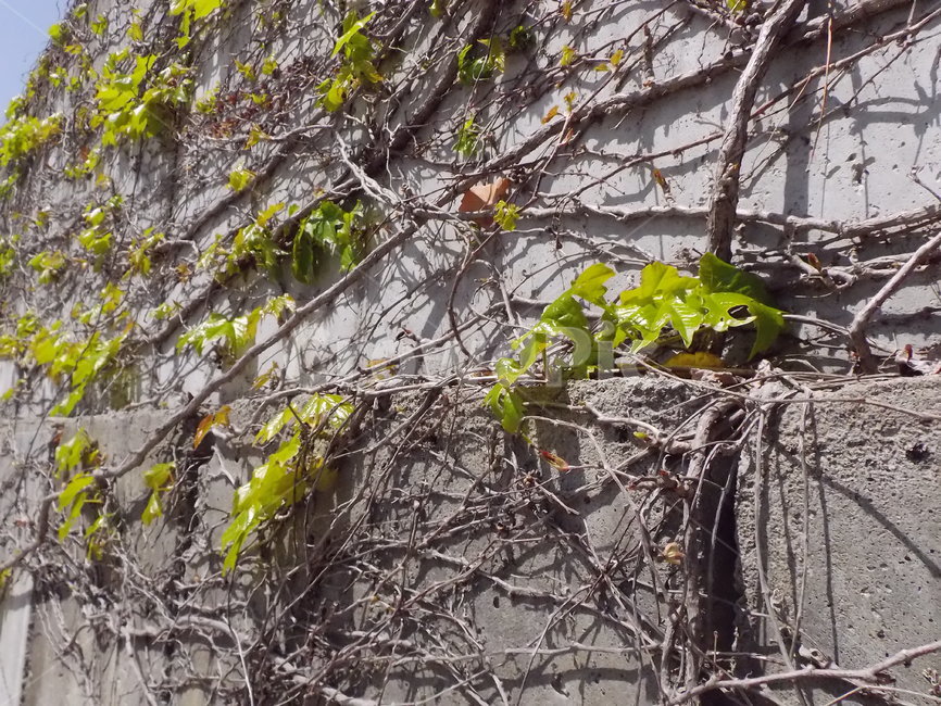 벽단풍잎,초록,계절,봄,식물,자연,새싹,힐링,spring,넝쿨,nature,잎,햇빛,벽,식물,자연,plants,nature