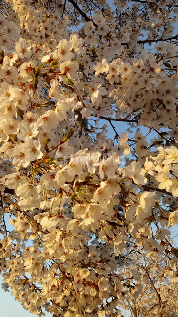 벚나무,나무,식물,봄꽃,벚꽃,자연,cherryblossom,옥외