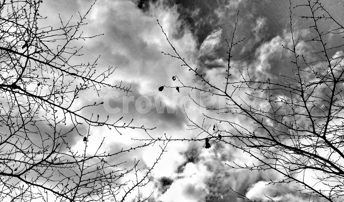 흑백,흑백사진,나무,나뭇가지,하늘,sky,흑백,모노톤,monochrome,black and white