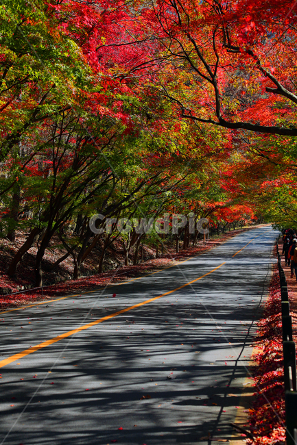단풍,단풍길,나무,plant,식물,가을,계절,fall,autumn,season,자연,풍경,nature,landscape,tree,leaf,잎,asphalt,아스팔트