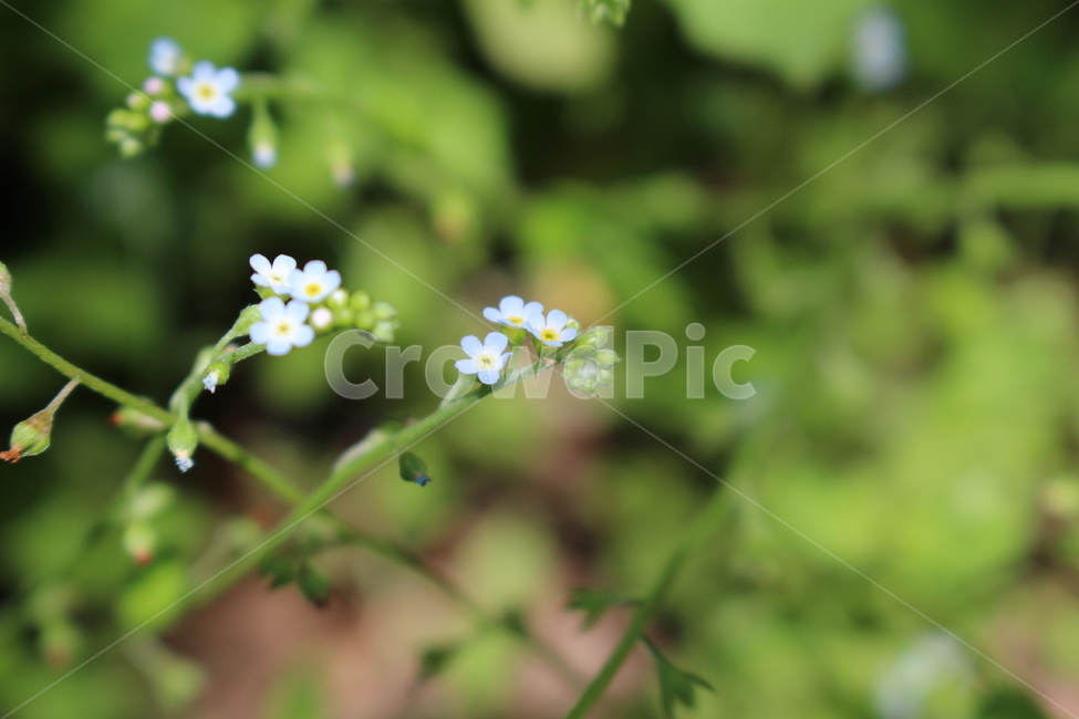 plant,식물,flower,꽃,blossom,봄,spring,자연,nature,야외,공원,park