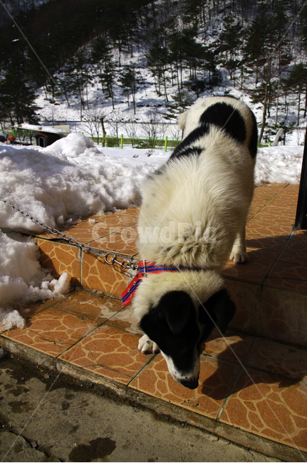 개,동물,설경,겨울,강아지,겨울,계절,winter,season,동물,animal,포유류,mammal,개,강아지,dog,doggy