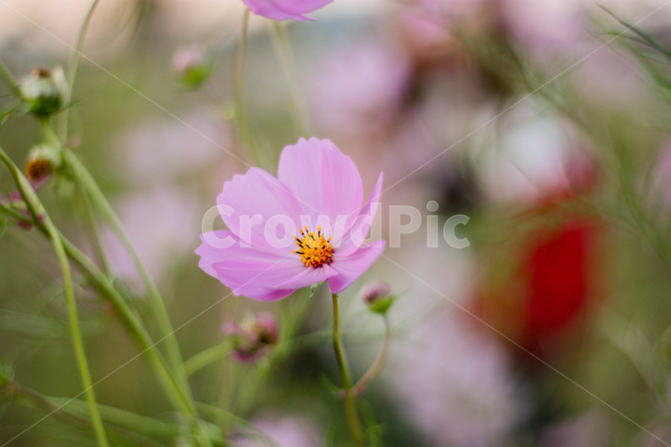 가을,코스모스,저녁노을,감성,꽃놀이,가을,계절,fall,autumn,season,식물,자연,plants,nature,꽃,flower,plant