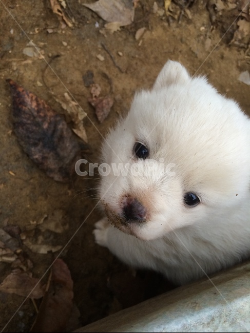 강아지,개,dog,새끼강아지,cute,동물,animal,포유류,mammal,개,강아지,dog,doggy