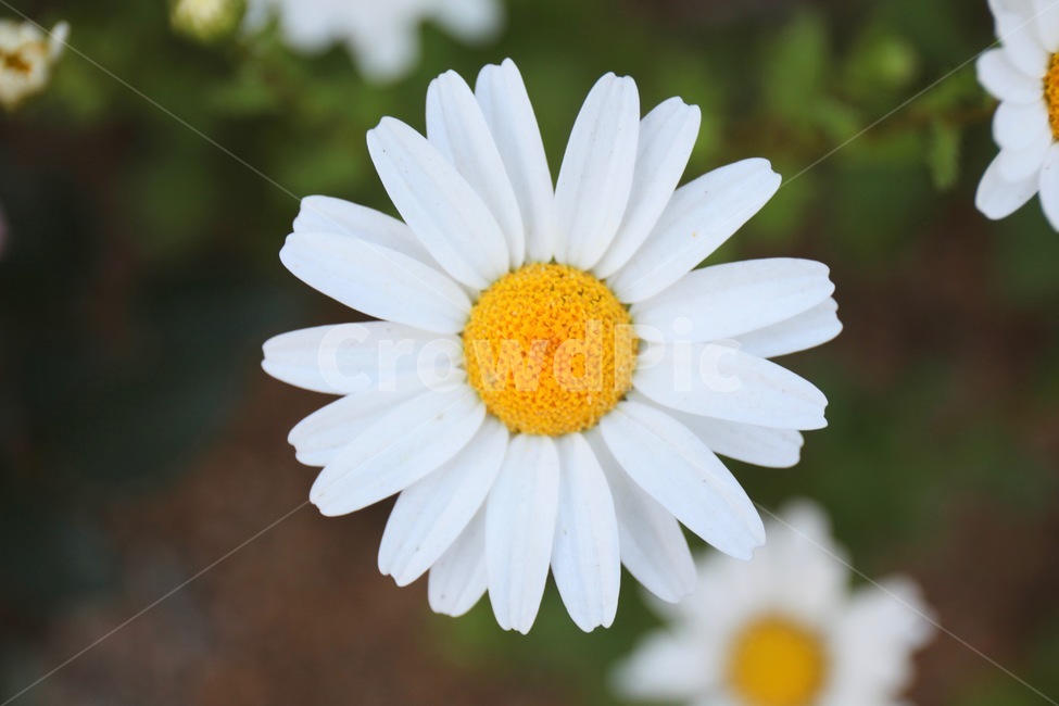 꽃,화훼,플라워,flower,flowergarden