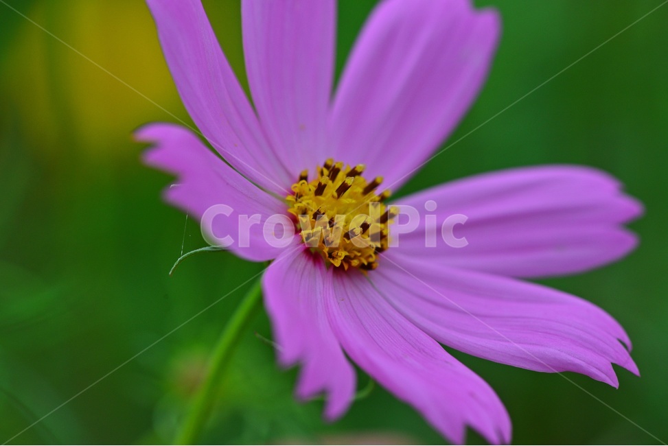 plant,식물,blossom,flower,꽃,코스모스,분홍코스모스