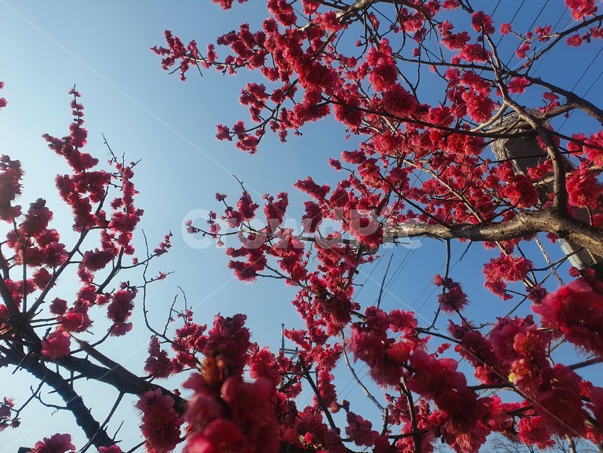 봄,꽃,나무,leaf,plant,잎