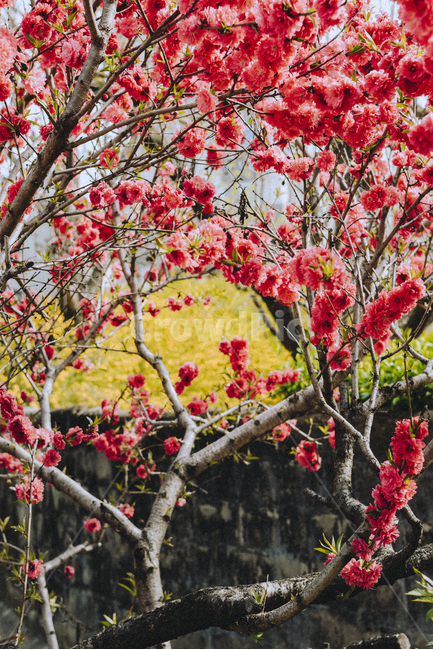 봄,꽃,봄꽃,겹벚꽃,나무,식물,spring,cherryblossom,flower,tree,plant,자연,감성,노랑,꽃나무,봄,계절,spring,season,식물,자연,plants,nature,꽃,flower,blossom
