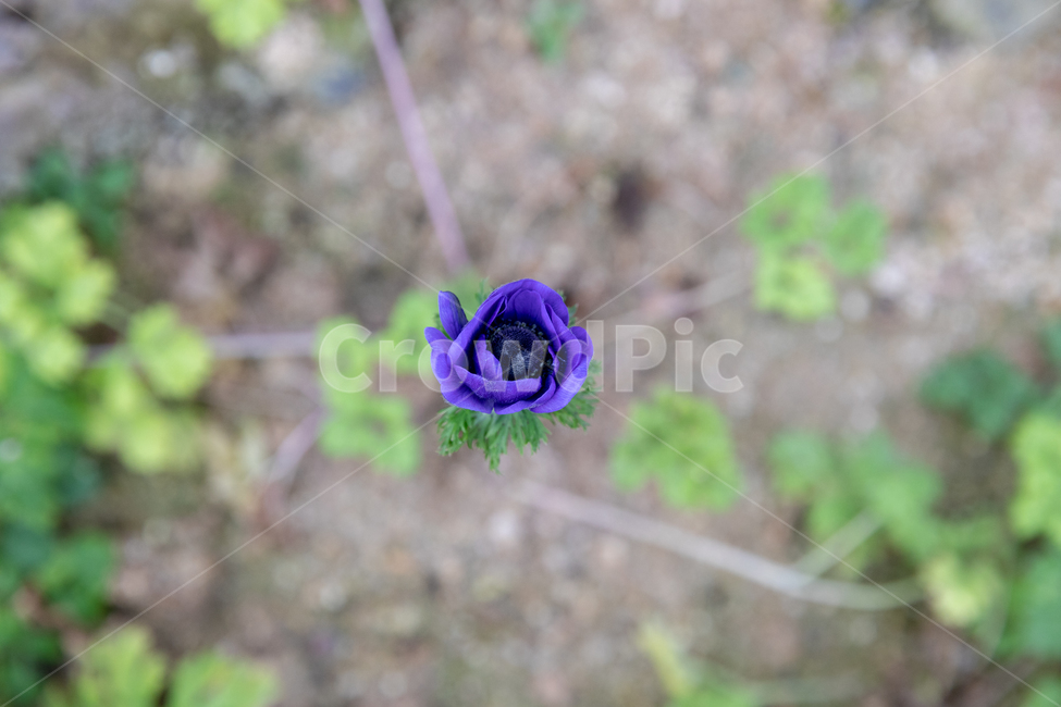 꽃,봄꽃,나무,가시,꽃잎,식물,자연,plants,nature,꽃,flower