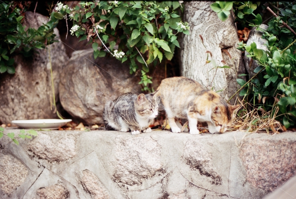 필름,필름사진,film,고양이,cat,동물,animal,동물,animal,포유류,mammal,고양이,cat,kitten,kitty
