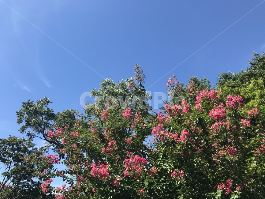 plant,식물,tree,나무,꽃,분홍꽃