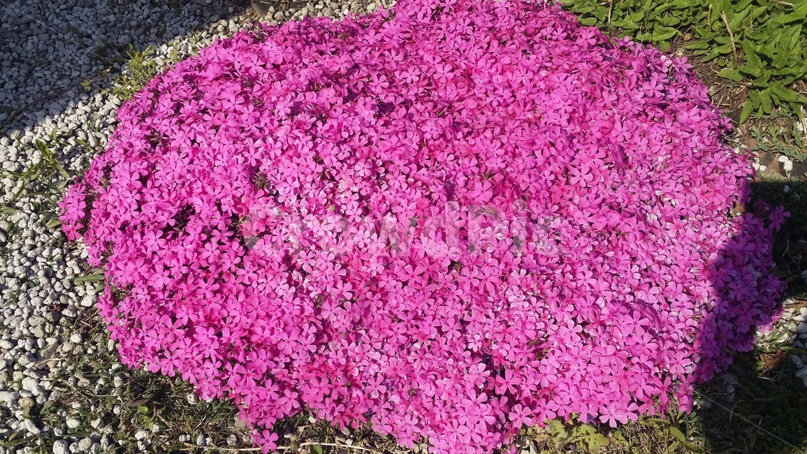 뭉개꽃,분홍꽃,핑크꼿,꽃뭉치,봄,꽃,spring,flower,핑크색,분홍색,자주빛,식물,자연,plants,nature,꽃,flower