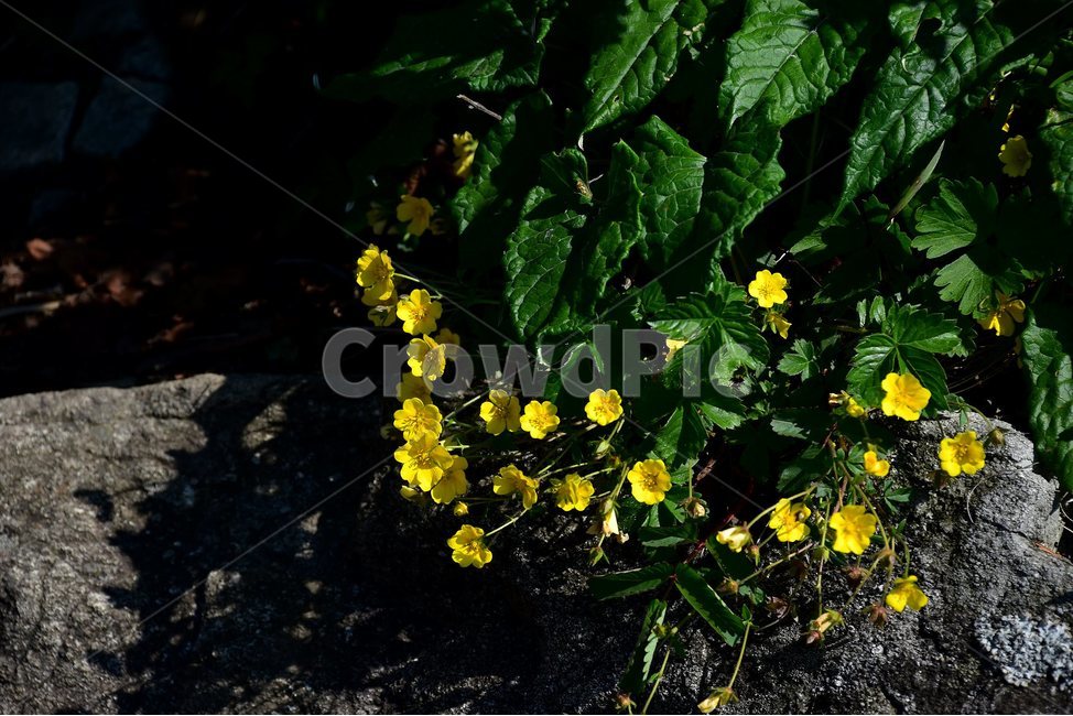돌양지꽃,야생화,꽃,식물,자연,생태,플라워,flower,plants,nature,식물,자연,plants,nature,꽃,flower