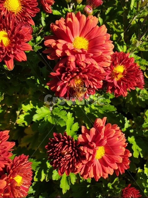 꽃,벌,꽃밭,꿀,bee,honeybee,꿀벌,곤충,빨간색,red,붉은색,plant,식물,식물,자연,plants,nature,꽃,flower,곤충,벌레,insect,bug