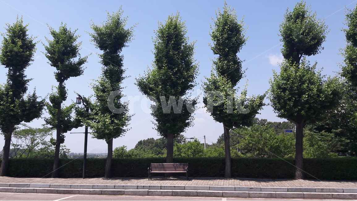 행주산성,나무,하늘,의자,배경화면,식물,자연,plants,nature,나무,trees,wood