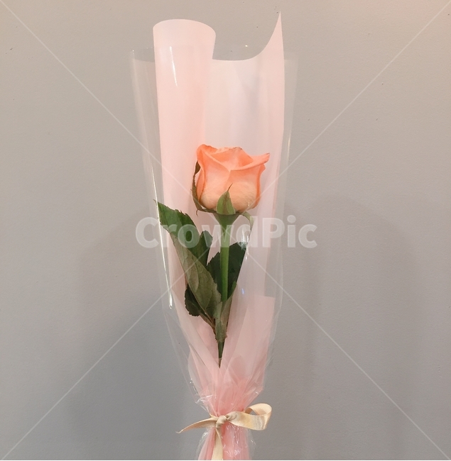 식물,꽃,장미,flower,plant,blossom,꽂꽂이,pink,flowerarrangement,green,선물,present,love,고백,사랑,감성