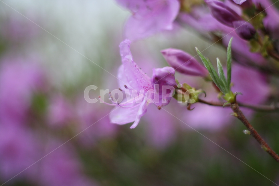 봄,비,봄비,철쭉,사랑의기쁨,봄,계절,spring,season,식물,자연,plants,nature,꽃,flower,plant,geranium,제라늄,blossom