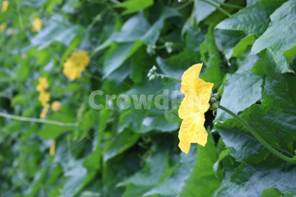 꽃,식물,자연,호박꽃,노랑,초록,flower,hana,plants,shokubutsu,nature,pumpkinflower,kabochanohana,yellow,kiiro,green,midori,식물,자연,plants,nature,꽃,flower